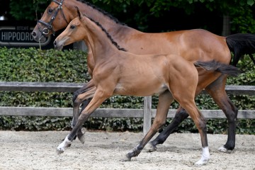 paard-20220727-pf28760.jpg