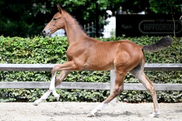 paard-20220727-pf29002.jpg