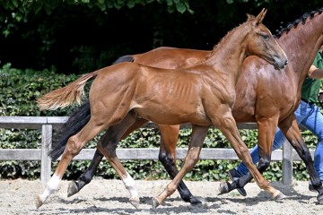 paard-20220727-pf29146.jpg