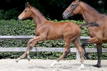 paard-20220727-pf29369.jpg