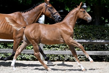 paard-20220727-pf29567.jpg