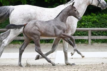 paard-21-0093466.jpg