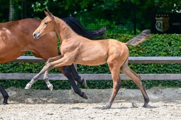 paard-21-3.jpg