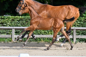 paard-21-galop.jpg