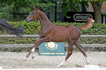 paard-217157-112514.jpg