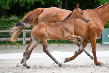 paard-22-0042894.jpg