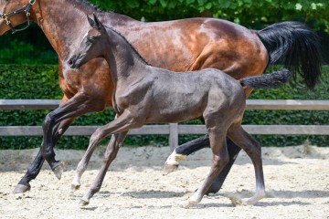 paard-22-3.jpg
