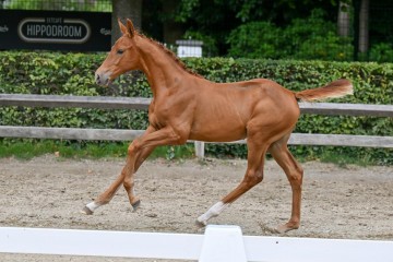 paard-22-galop-fra4801.jpg