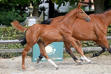 paard-226072.jpg