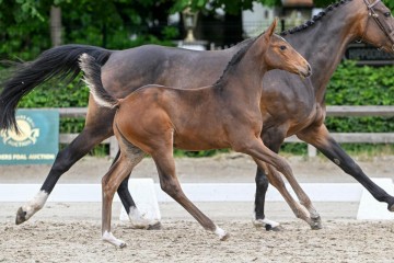 paard-23-0235276.jpg