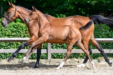 paard-23-3.jpg