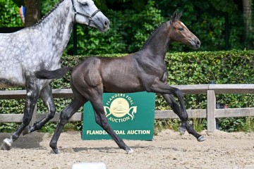 paard-23-galop-fra1503.jpg
