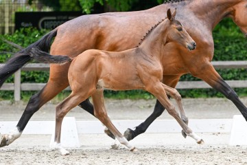 paard-24-0154181.jpg