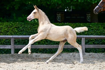 paard-24-3.jpg