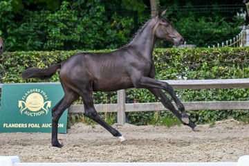 paard-24-galop-fra6398.jpg