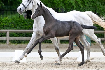 paard-25-0083369.jpg