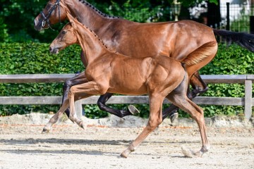 paard-25-3.jpg