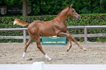 paard-25-galop-fra6046.jpg