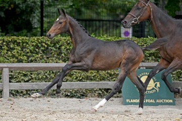 paard-257566.jpg
