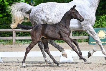 paard-26-0073202.jpg