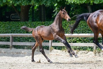 paard-26-3.jpg