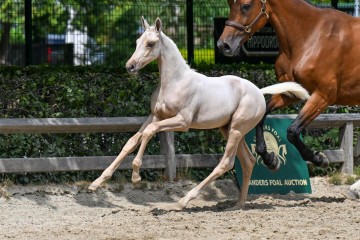 paard-26-galop-fra5437.jpg