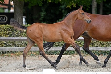paard-26349.jpg