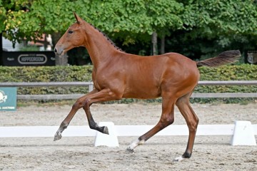 paard-265792.jpg