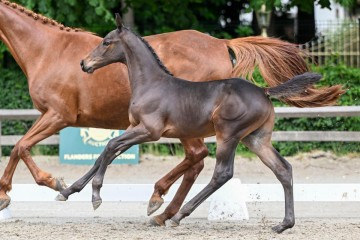 paard-27-0184642.jpg