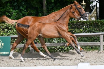 paard-27-galop-fra1802.jpg