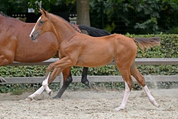 paard-277047.jpg