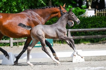 paard-28-0032793.jpg