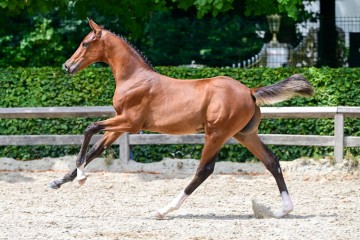 paard-28-3.jpg