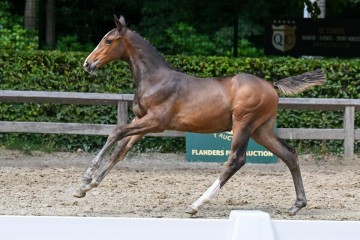 paard-28-galop-fra5605.jpg