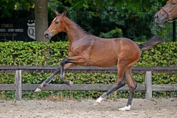 paard-288380.jpg
