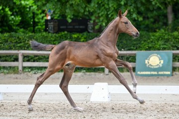 paard-29-0164293.jpg