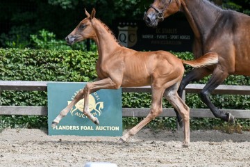 paard-29-galop-fra1653.jpg