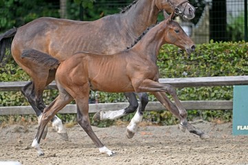 paard-298825.jpg