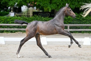 paard-3-0255464.jpg