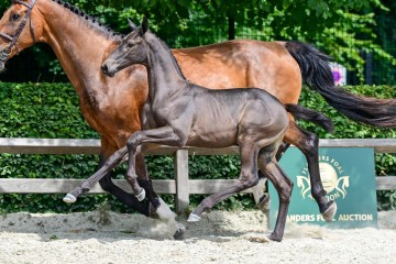 paard-3-3.jpg