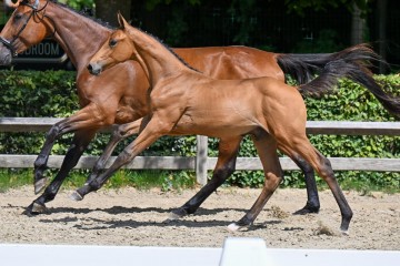 paard-3-galop-fra2351.jpg