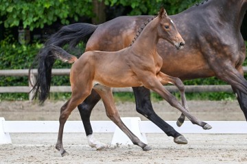 paard-30-0052947.jpg