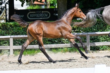 paard-30-galop-fra2923.jpg