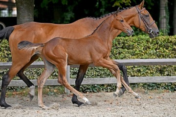 paard-305606.jpg