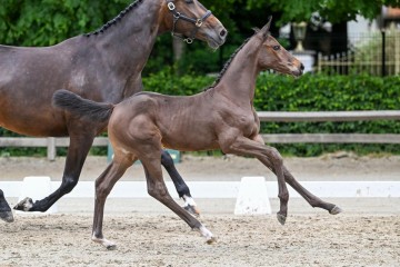 paard-31-0225122-lr.jpg