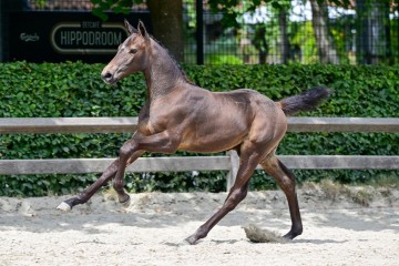 paard-31-3.jpg
