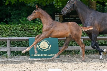 paard-31-galop-fra6682.jpg