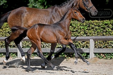 paard-315007.jpg
