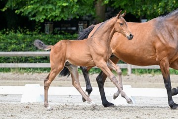 paard-32-0214994.jpg