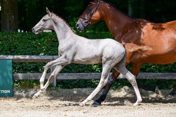 paard-32-3.jpg